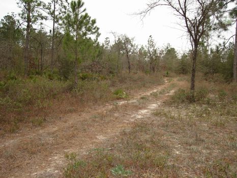 Mirror Lake Estates Building Lot : Marianna : Calhoun County : Florida