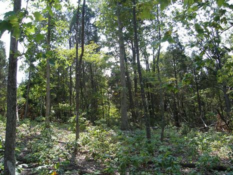 2.9 Acres, Close to Town : Munfordville : Hart County : Kentucky