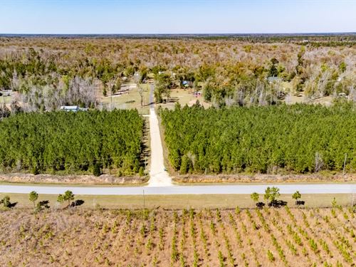 7 Ac Homesite Lot With Planted Pine : Blountstown : Calhoun County : Florida