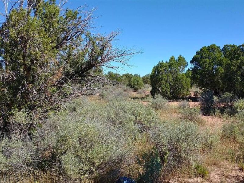1.19 Acres Forest Hideaway $125/Mo : Snowflake : Navajo County : Arizona