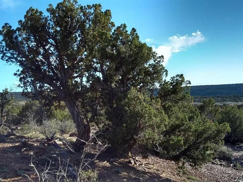 Mixed Use Zoning $375-$550/Mo : Snowflake : Navajo County : Arizona