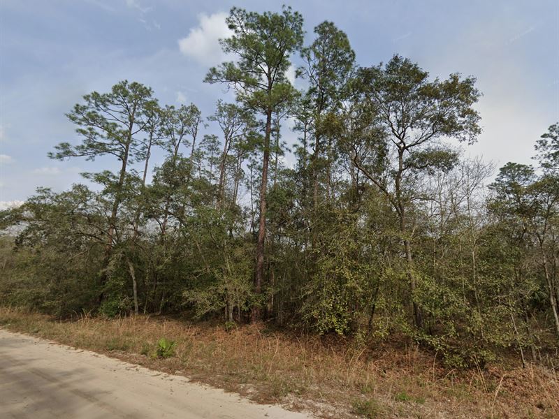 .22 Acres in Interlachen, $199/Mo : Interlachen : Putnam County : Florida