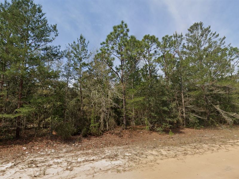 .22 Acres Dream Lot in Interlachen : Interlachen : Putnam County : Florida