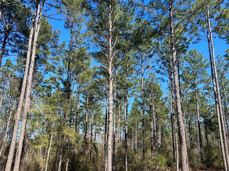 Old Salt Road Lot 1 : Andalusia : Covington County : Alabama