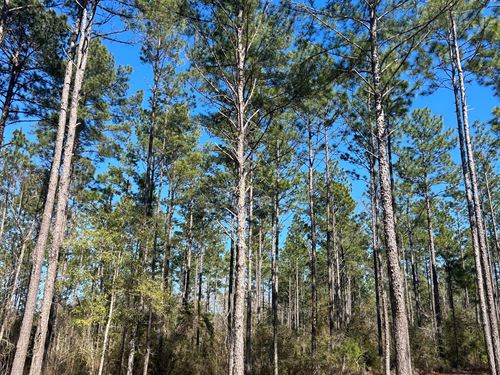 Old Salt Road Lot 1 : Andalusia : Covington County : Alabama