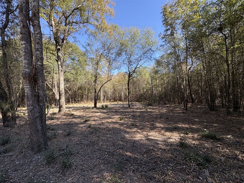 Beautiful Rural Building Lot : Jeffersonville : Twiggs County : Georgia