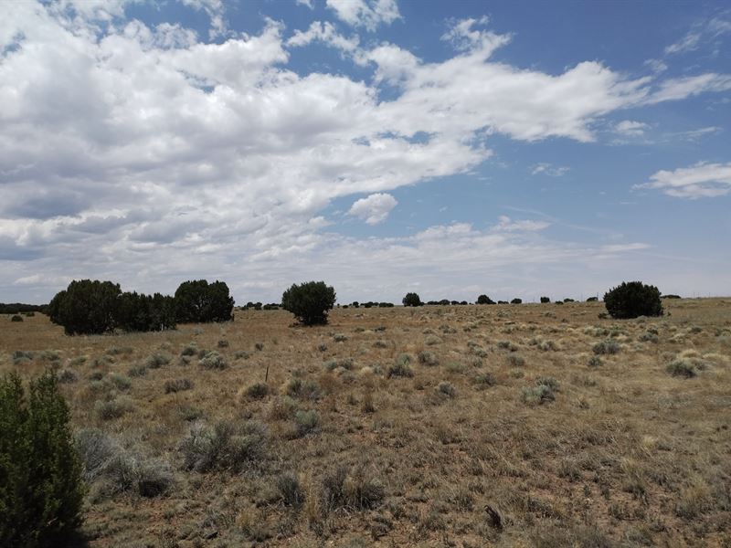 Off Grid Desert Retreat : Concho : Apache County : Arizona