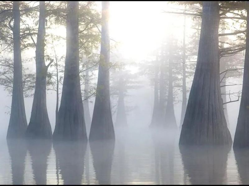 .5 Acre Lot in Wilkinson County : Woodville : Wilkinson County : Mississippi