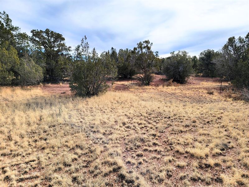 Plenty of Trees for Privacy : Seligman : Yavapai County : Arizona