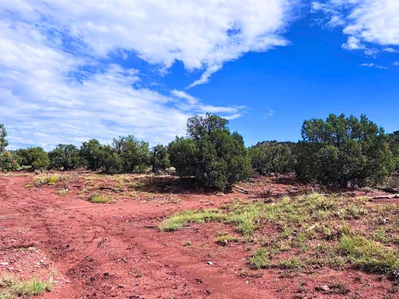 Trees, Access & Privacy $125/Mo : Snowflake : Navajo County : Arizona
