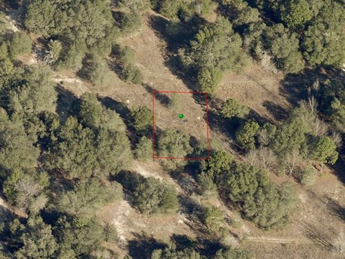 Wonderful Place to Build a New Home : Inverness : Citrus County : Florida