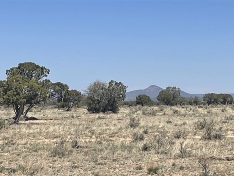 Lucious Land in Arizona : Williams : Coconino County : Arizona
