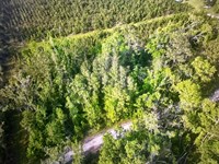 1-Acre on Rue Drive : Pinetta : Madison County : Florida