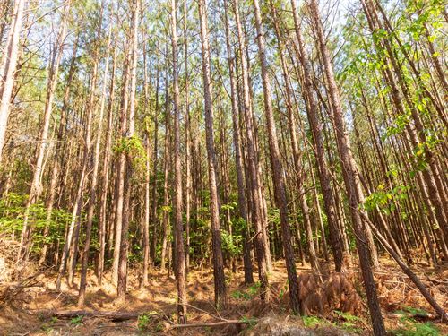 Tennessee Land, $999 Down : Lexington : Henderson County : Tennessee