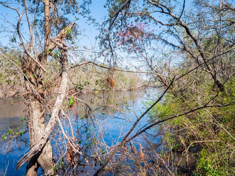 2.7, Acre Riverfront Property, Fenc : Pinetta : Madison County : Florida