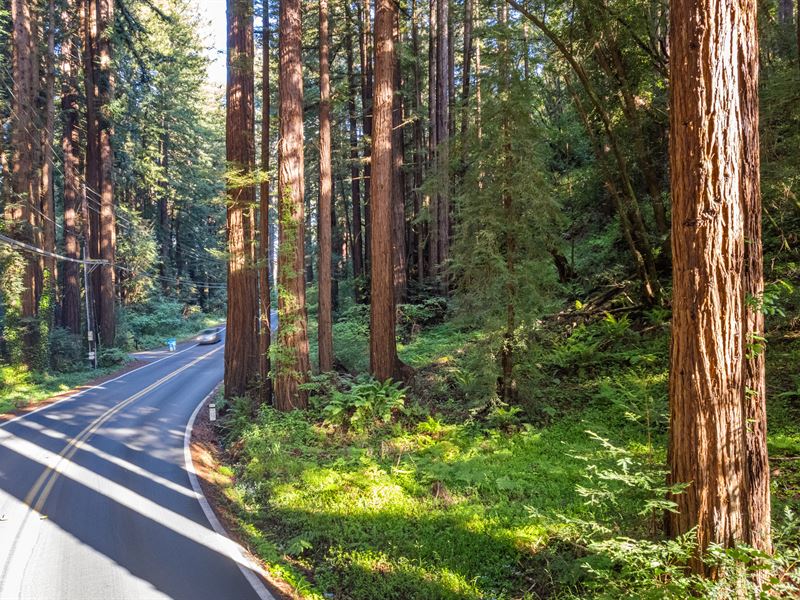 Redwood Trees : Nicasio : Marin County : California