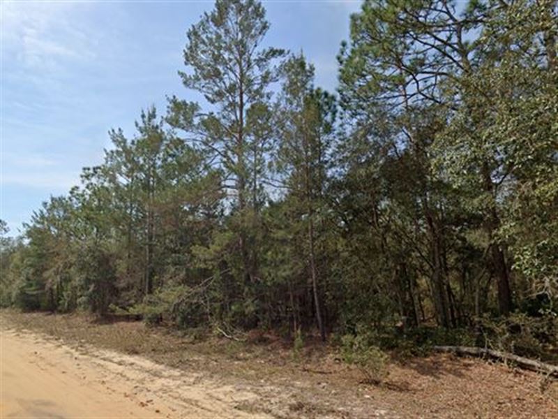 .22 Acres Dream Lot in Interlachen : Interlachen : Putnam County : Florida
