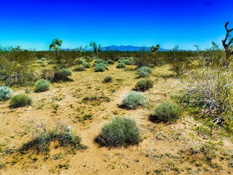 1.24 Acres of Pure Desert Freedom : Yucca : Mohave County : Arizona