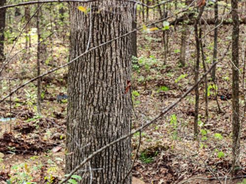 No Limits, No Restrictions : Williford : Sharp County : Arkansas