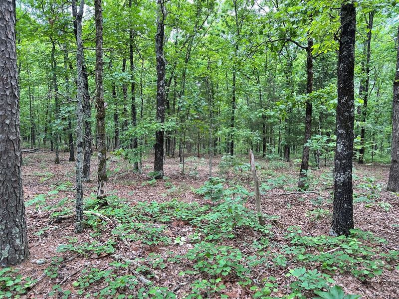 Pryor Mt. Tract 35 : Quitman : Cleburne County : Arkansas