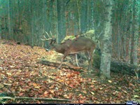 Tract 1, Pike Lake Getaway : Bainbridge : Pike County : Ohio