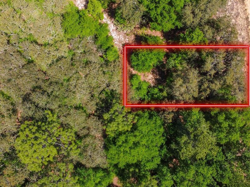 Find Peace & Freedom in Florida : Interlachen : Putnam County : Florida