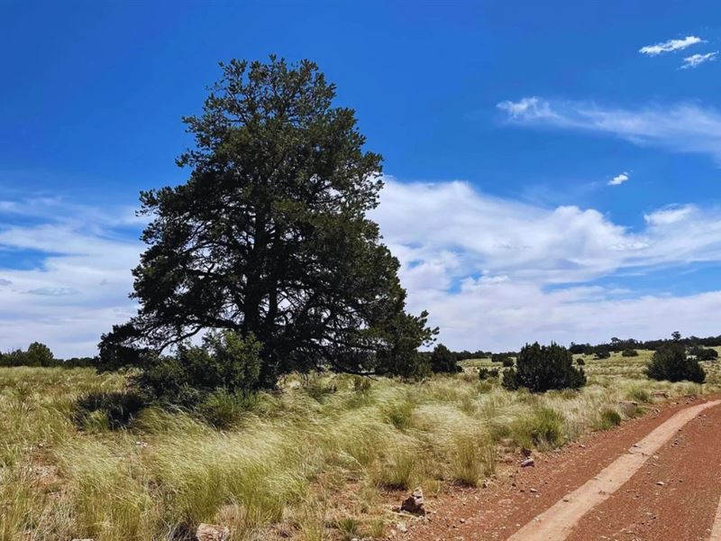 A Secluded Spot for $125-$250/Month : Williams : Coconino County : Arizona