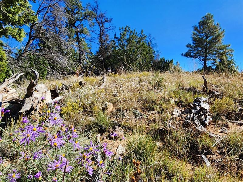 Unlimited Camping Bring RV Treed : Ramah : Cibola County : New Mexico