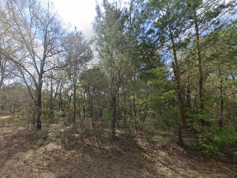 Land in Hot Interlachen, $199 Down : Interlachen : Putnam County : Florida