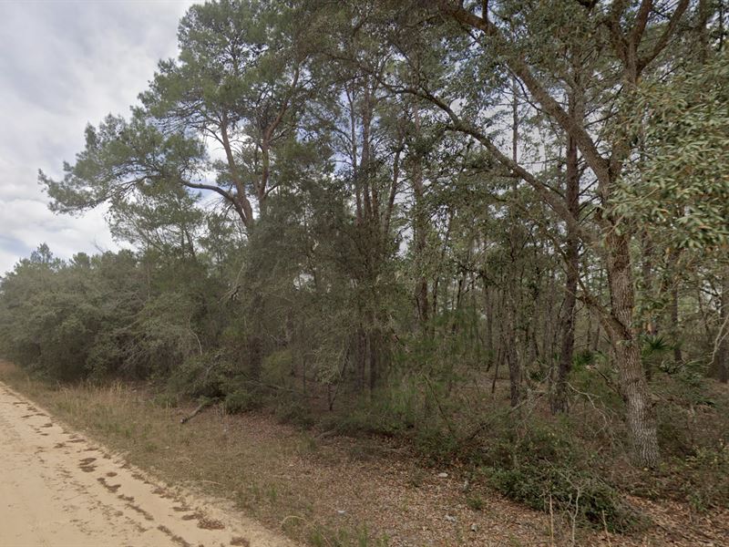 5 Min Drive to The Boat Ramp : Interlachen : Putnam County : Florida