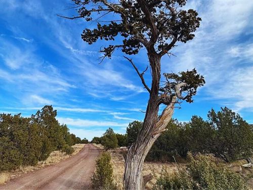 Elk-Approved Land, Trees $350/M : Williams : Coconino County : Arizona