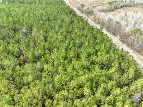 Residential 10 Acre Lot in Mathews : Mathews : Montgomery County : Alabama