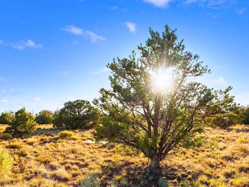 Lots of Trees & No Neighbors $175/M : Williams : Coconino County : Arizona