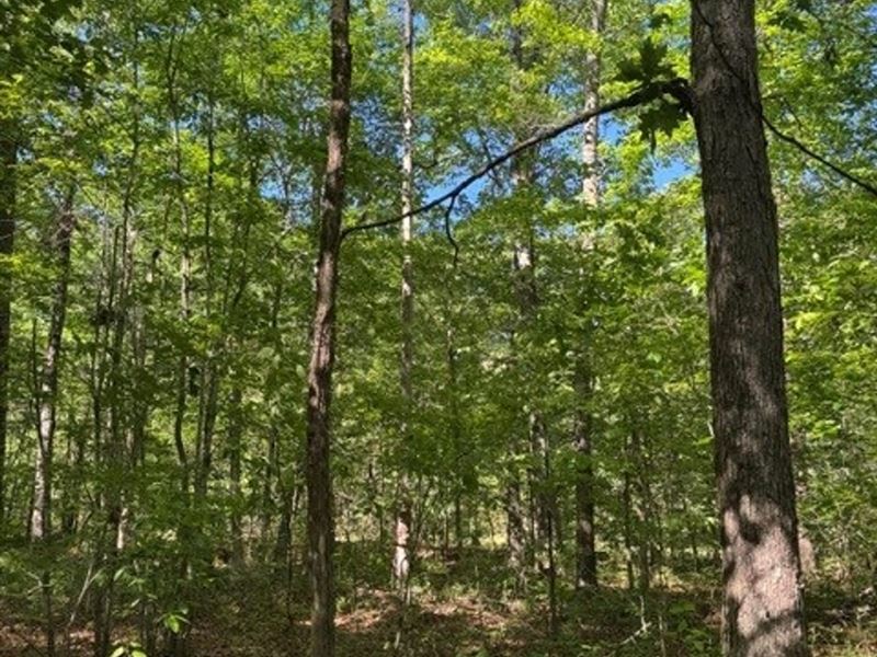 5.85 Acres Unrestricted Wooded pr : Tracy City : Grundy County : Tennessee