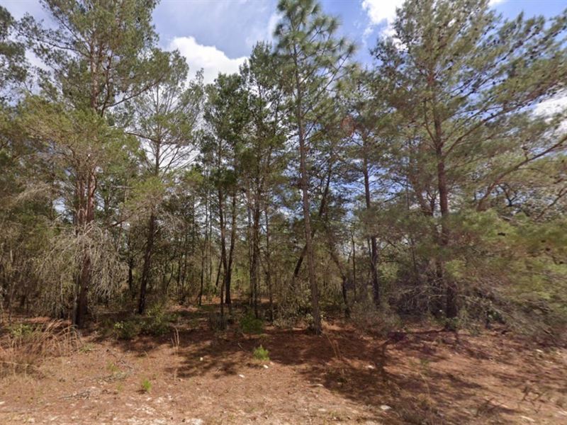 Freedom Starts Here, $199 Down : Interlachen : Putnam County : Florida