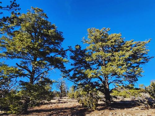 Secluded, Wooded & Yours $175/Mo : Williams : Coconino County : Arizona