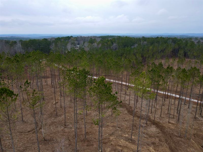 16 Acres, White Plains Rd. Mini : Cragford : Clay County : Alabama