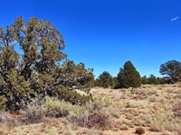 Your Dream Property for $175/Mo : Williams : Coconino County : Arizona