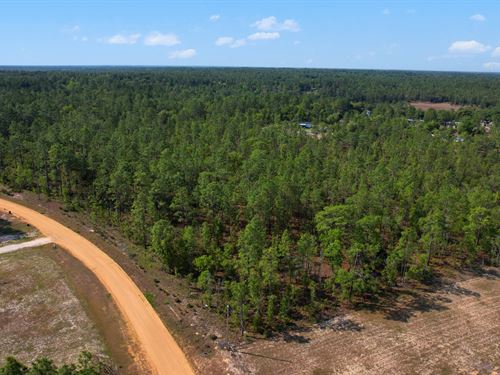 Live The Country Life : Hawthorne : Putnam County : Florida