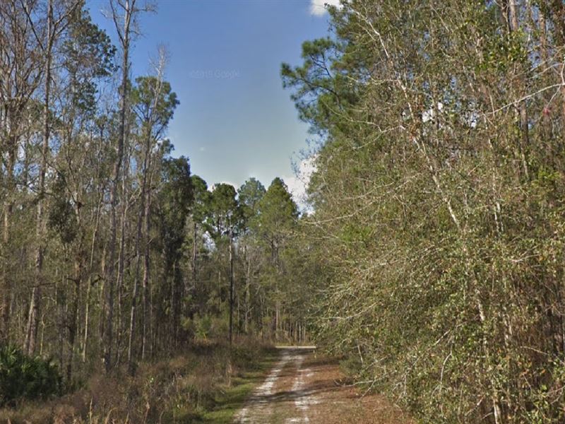 Hot Land, Cool Price Just $49 Down : Federal Point : Putnam County : Florida