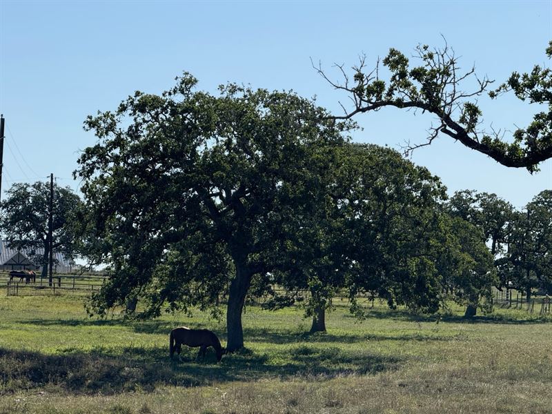 Stockdale Horse Ranch : Stockdale : Wilson County : Texas