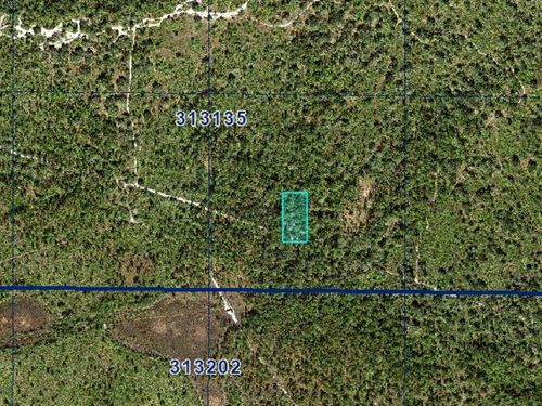 Natural Florida Still : Frostproof : Polk County : Florida