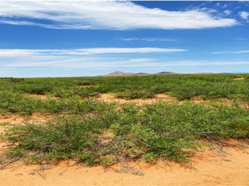 4.65 Acres Only $190/Mo : Deming : Luna County : New Mexico