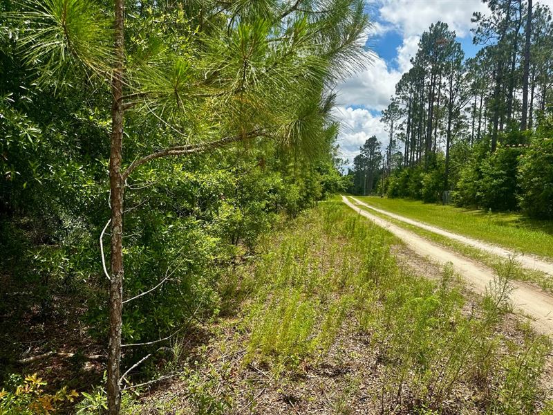NE Jacaranda Terrace : Lee : Madison County : Florida
