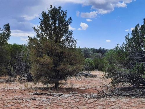 Dirt Road Fun Await $125-$250/Mo : Seligman : Yavapai County : Arizona