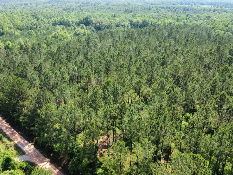 20 Acres Chambers County : Lanett : Chambers County : Alabama