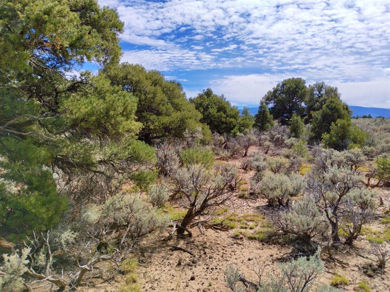 Beautiful Treed, Mountain Views : San Luis : Costilla County : Colorado