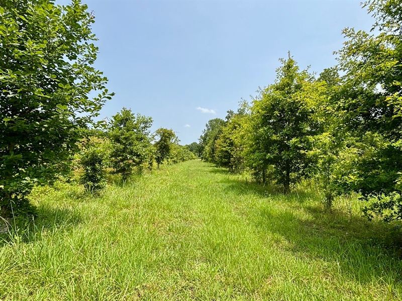 19.4 Acres of Tensas Parish Hunting : Waterproof : Tensas Parish : Louisiana