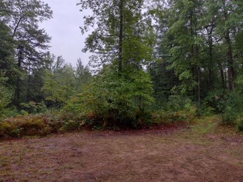 Wooded Acres with Power : Grand Junction : Van Buren County : Michigan