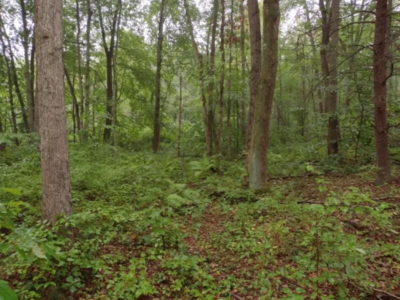 2.6 Beautiful Wooded Acres : Grand Junction : Van Buren County : Michigan